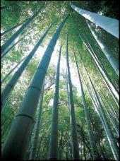 Bamboo grove in the garden